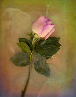 Flowers in Ice