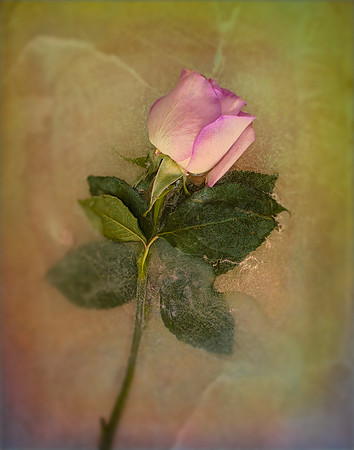 Antique Rose