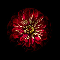 Zinnia