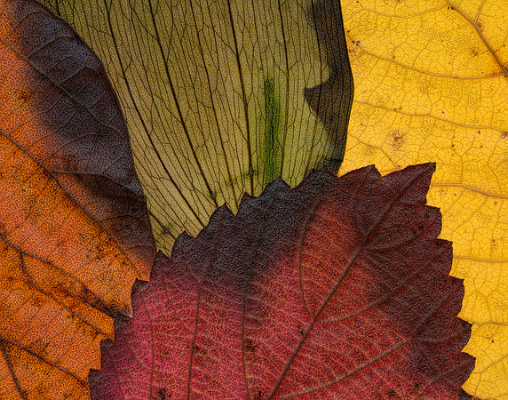Autumn Leaves