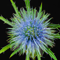 Thistle - Up Close & Personal