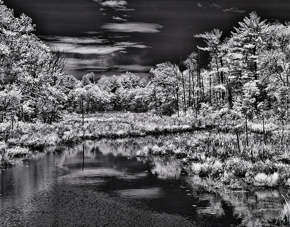 Woodsland