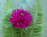 Dahlia on Ice