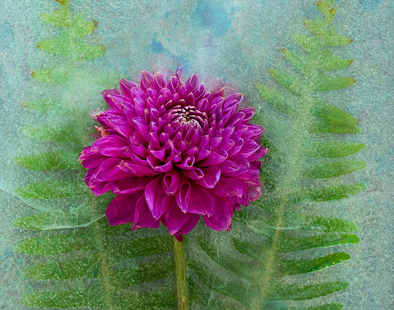 Dahlia on Ice