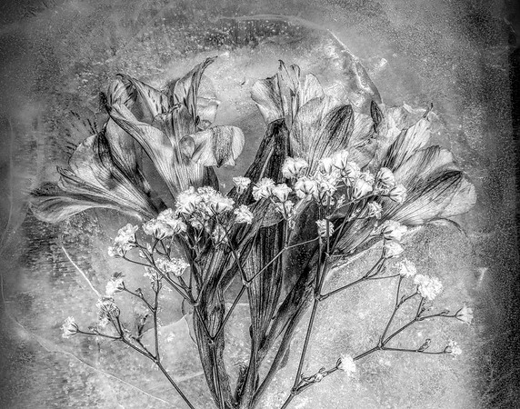 Lilies in Ice