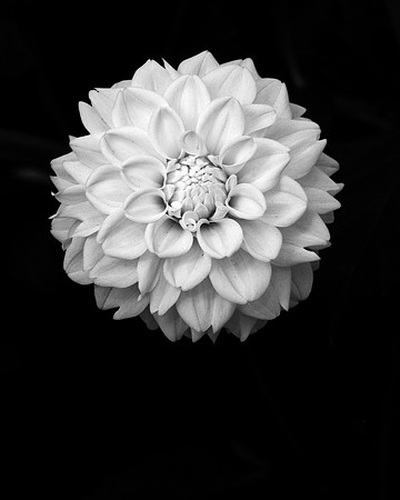 Dahlia B&W