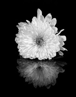 Mum Reflection