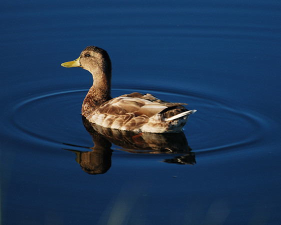 Duck in a Circle